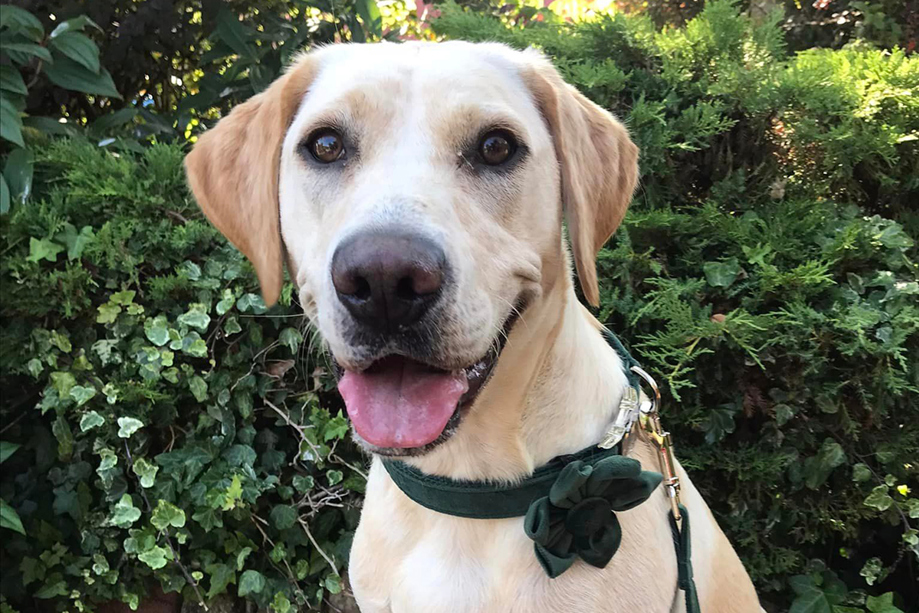 Labrador wearing green flower collar