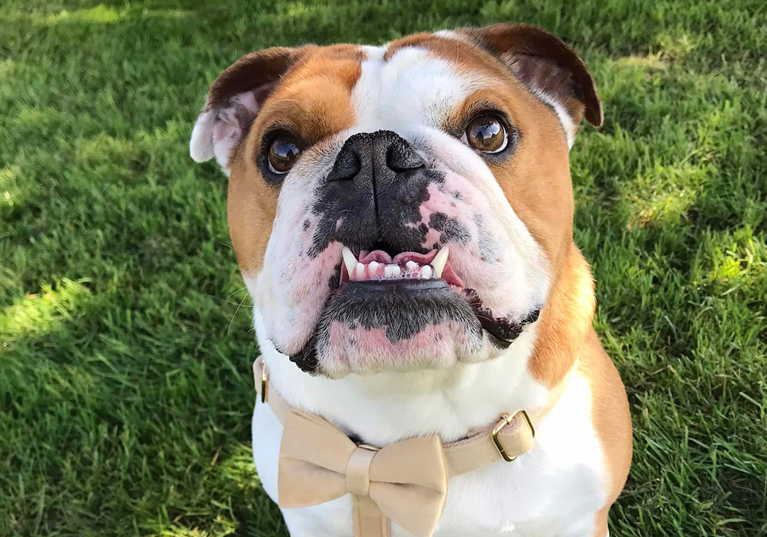 Bulldog wearing beige bow tie harness 