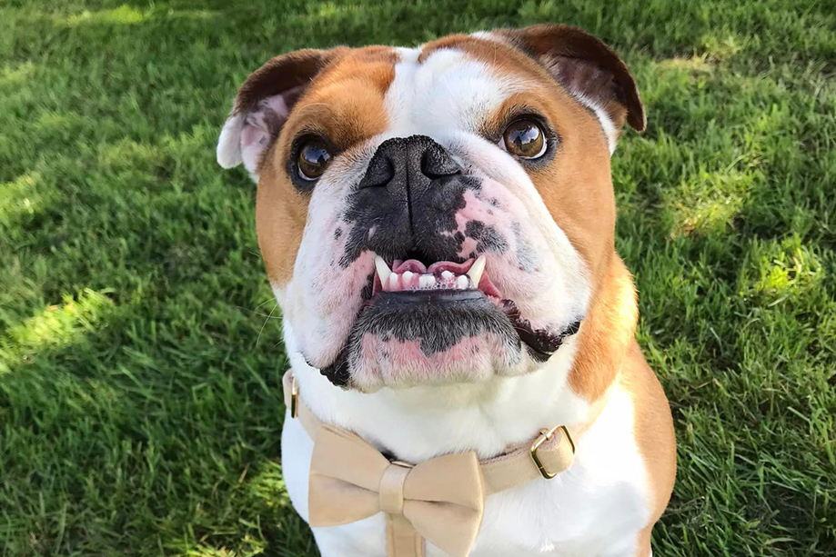 Bulldog wearing beige bow tie harness 