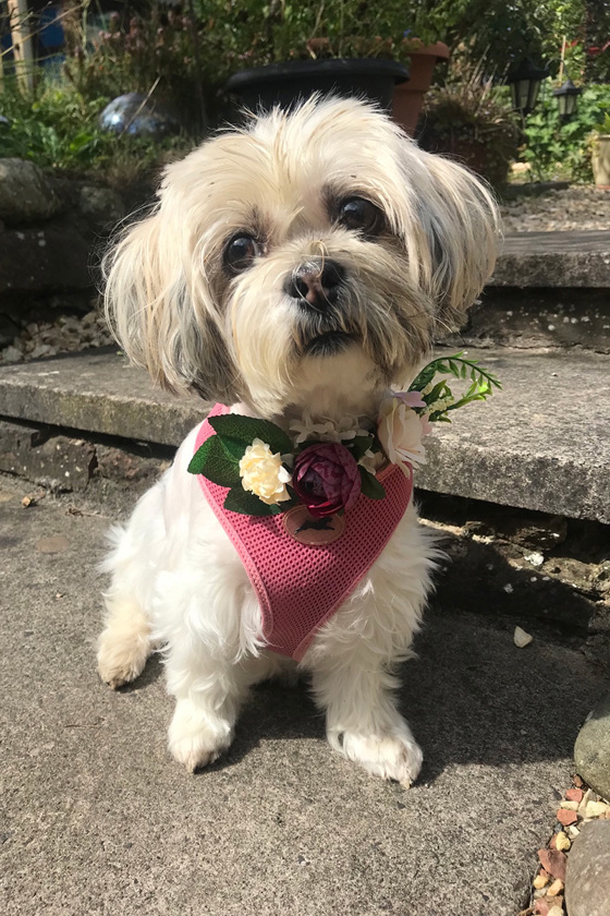 Shih Tzu wearing pink harness with floral-decorated collar