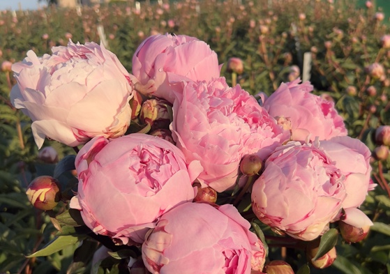 Photo showing hand holding a bouquet of huge, pink Sarah Bernhardt peonies with peonies growing in a flower field behind with a pink Victorian farmhouse and blue sky.