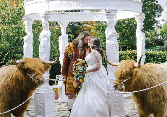 Bride and groom kissing beside two Harris Highlanders Highland cows at an outdoor wedding venue