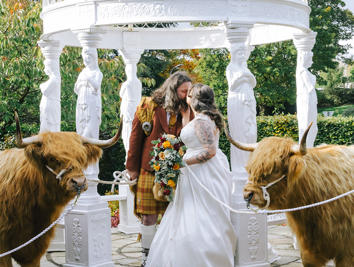 Bride and groom kissing beside two Harris Highlanders Highland cows at an outdoor wedding venue