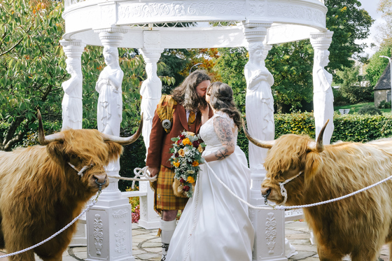 Bride and groom kissing beside two Harris Highlanders Highland cows at an outdoor wedding venue