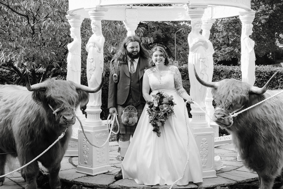 Bride and groom with two Harris Highlanders Highland cows at an outdoor wedding ceremony
