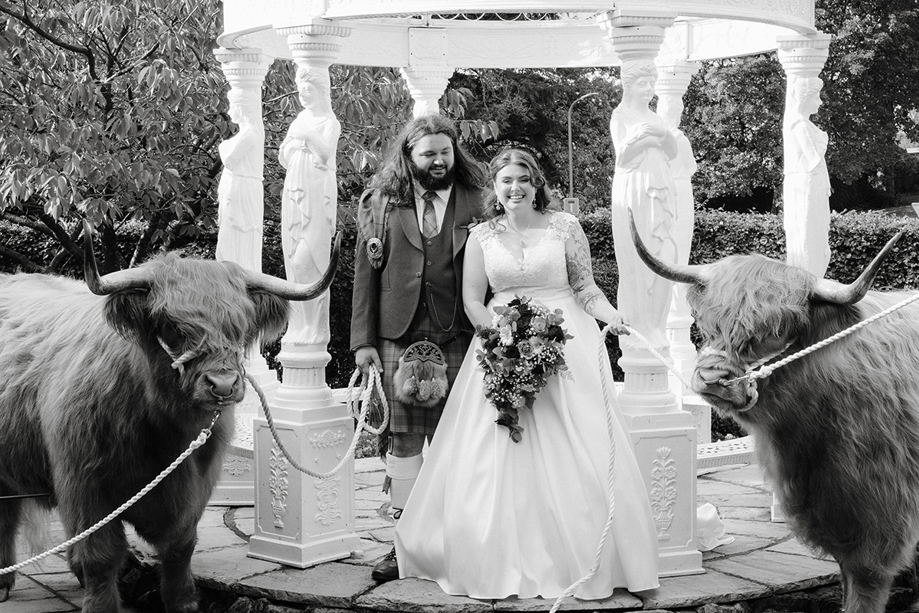 Bride and groom with two Harris Highlanders Highland cows at an outdoor wedding ceremony