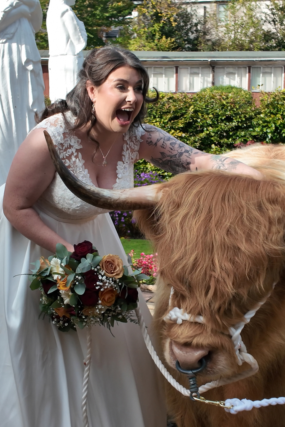 Bride laughing while meeting a Harris Highlanders Highland cow on her wedding day