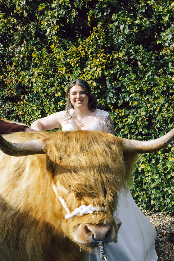 Bride posing beside a Harris Highlanders Highland cow for Scottish wedding photos