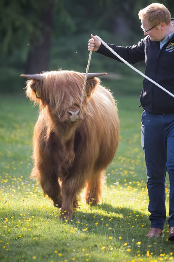 Harris Highlanders handler walking a Highland cow through a field