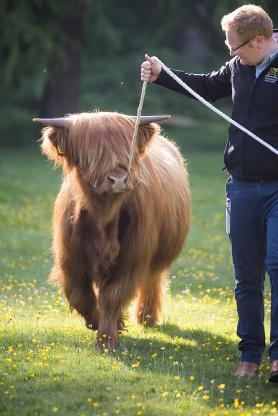 Harris Highlanders handler walking a Highland cow through a field
