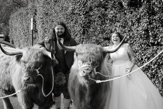 Newlyweds laughing with two Harris Highlanders Highland cows at their Scottish wedding