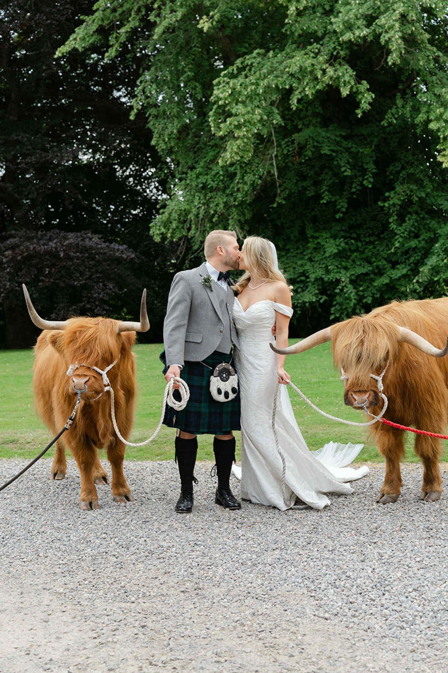 Bride and groom kiss between two Highland cows from Crazy Critters Experience at their Scottish wedding.