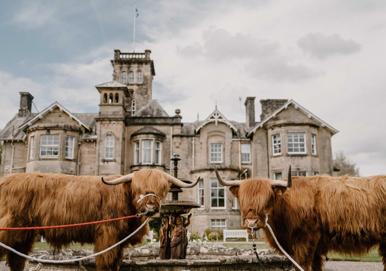 Two Crazy Critters Experience Highland cows stand beside a fountain outside a historic country house wedding venue.