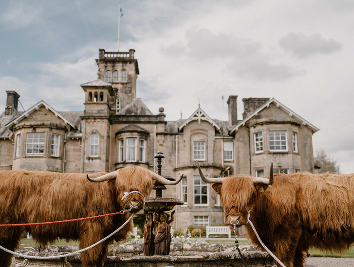Two Crazy Critters Experience Highland cows stand beside a fountain outside a historic country house wedding venue.