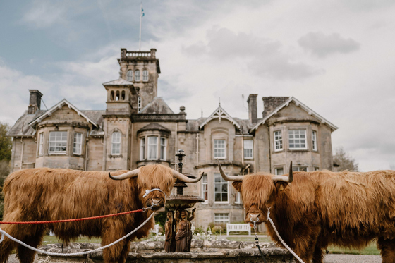 Two Crazy Critters Experience Highland cows stand beside a fountain outside a historic country house wedding venue.