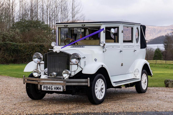 White Beauford with purple ribbon