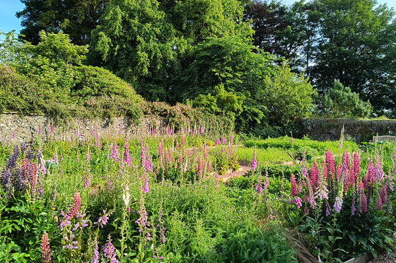 Wildflower planting and foxgloves in the walled garden at Cormiston Farm wedding venue
